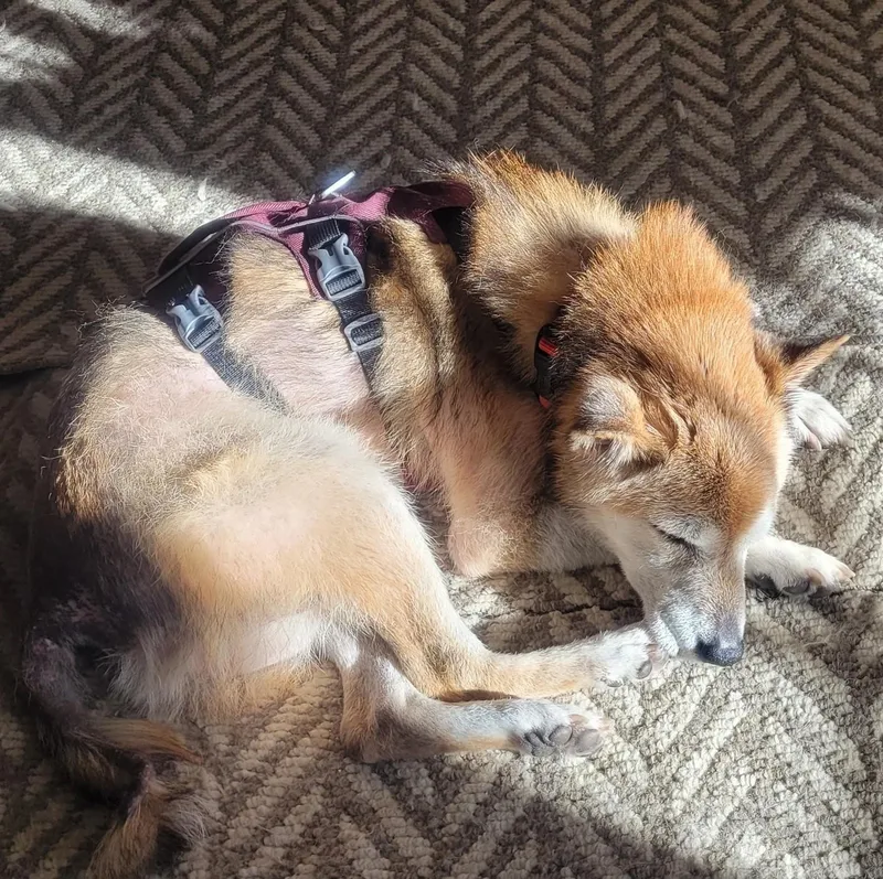 Mr. Clean thumbnail 4