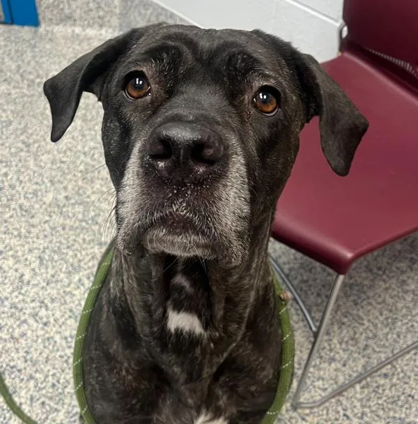 An adult large-sized female Cane Corso dog named Terra for adoption in Golden, CO