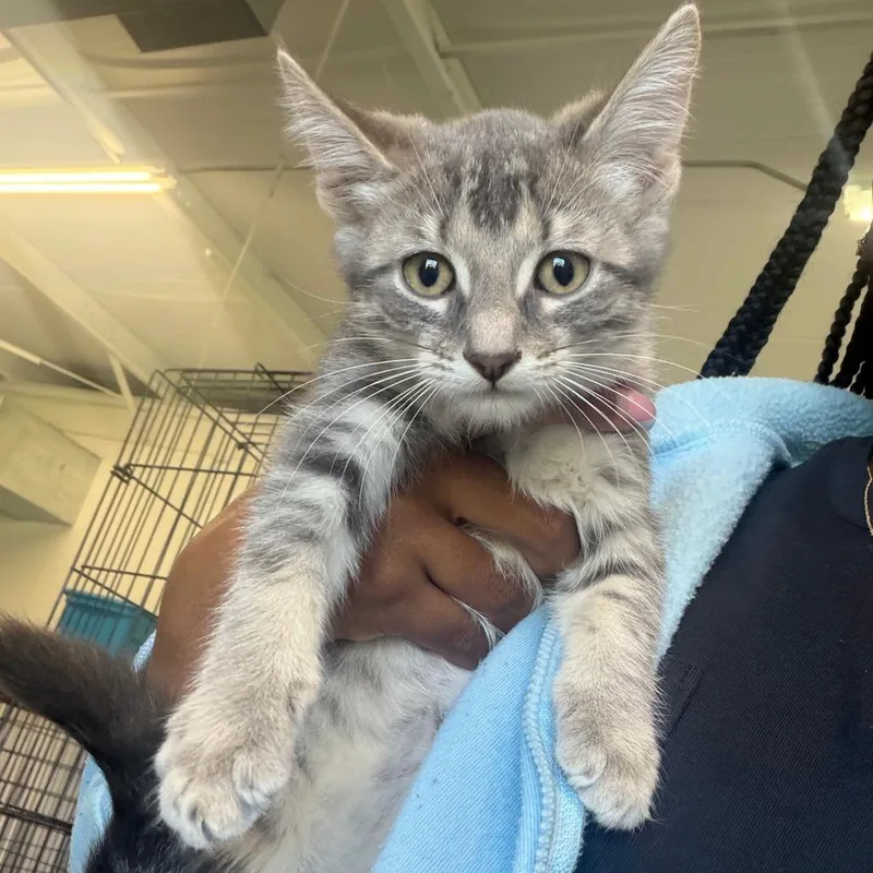 A baby small-sized female Domestic Long Hair cat named Suzanna for adoption in Clarksdale, MS