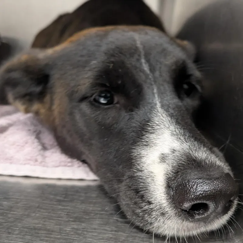 A young medium-sized female Brown / Chocolate Shepherd dog named Persephone for adoption in Abilene, TX