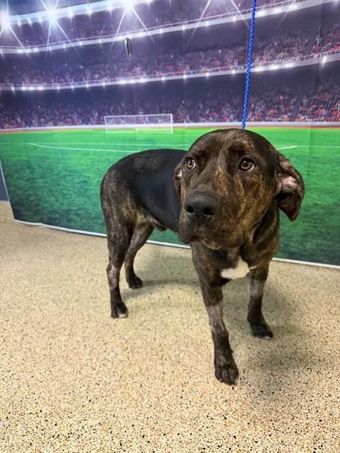 An adult large-sized male Plott Hound dog named Hero for adoption in Miami, FL