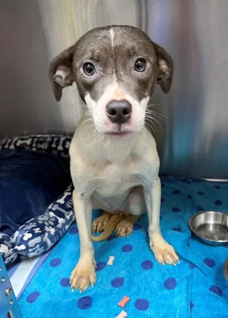 A young small-sized female German Wirehaired Pointer dog named Flower for adoption in Naples, FL