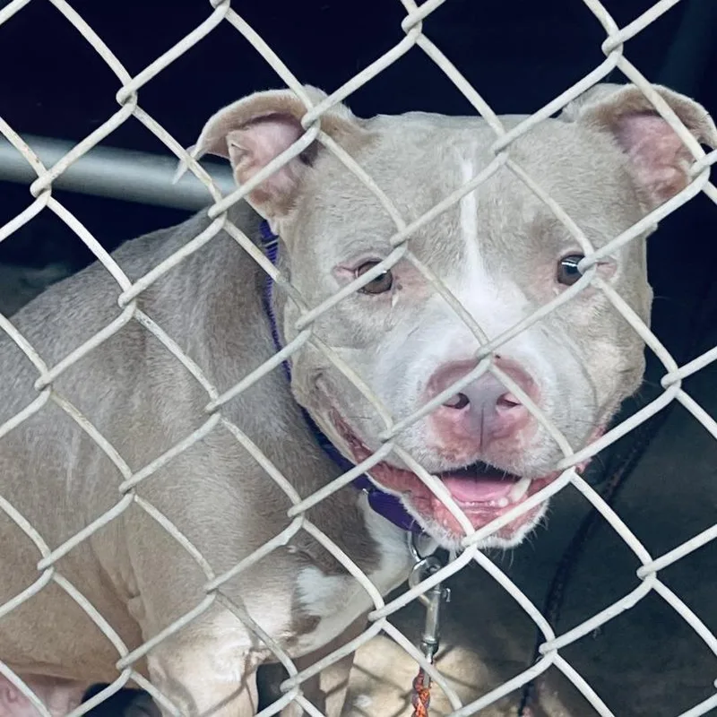 An adult small-sized male Yellow / Tan / Blond / Fawn Pit Bull Terrier dog named Hammie for adoption in Austin, TX