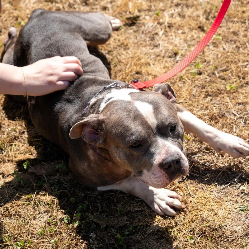 A young medium-sized female Gray / Blue / Silver Pit Bull Terrier dog named Luna for adoption in King George, VA