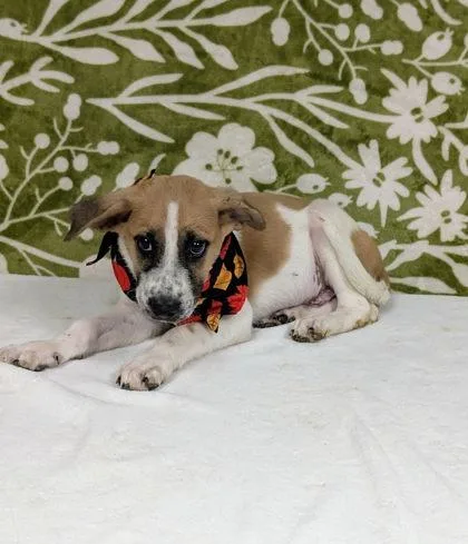 A baby medium-sized male English Setter dog named Goose for adoption in Morton Grove, IL