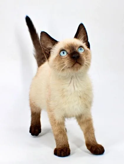 A baby small-sized male Siamese cat named Travler for adoption in Morton Grove, IL
