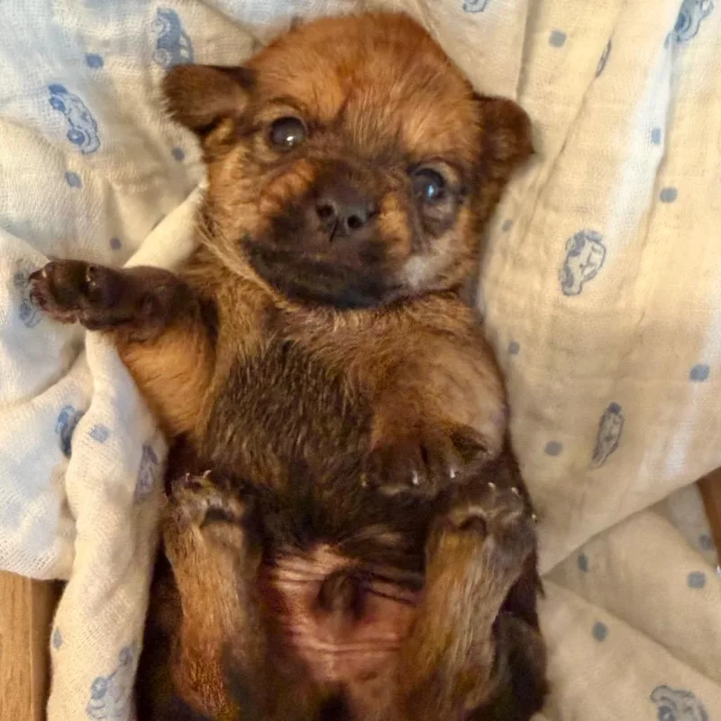 Bruce Bogtrotter thumbnail 3