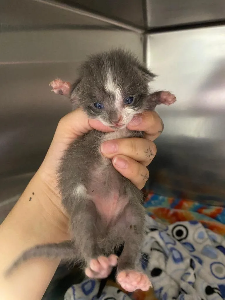 A baby large-sized female Domestic Short Hair cat named Patootie for adoption in Lockhart, TX