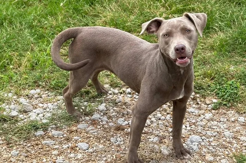 A young medium-sized female Gray / Blue / Silver Mixed Breed dog named Sage for adoption in New Roads, LA