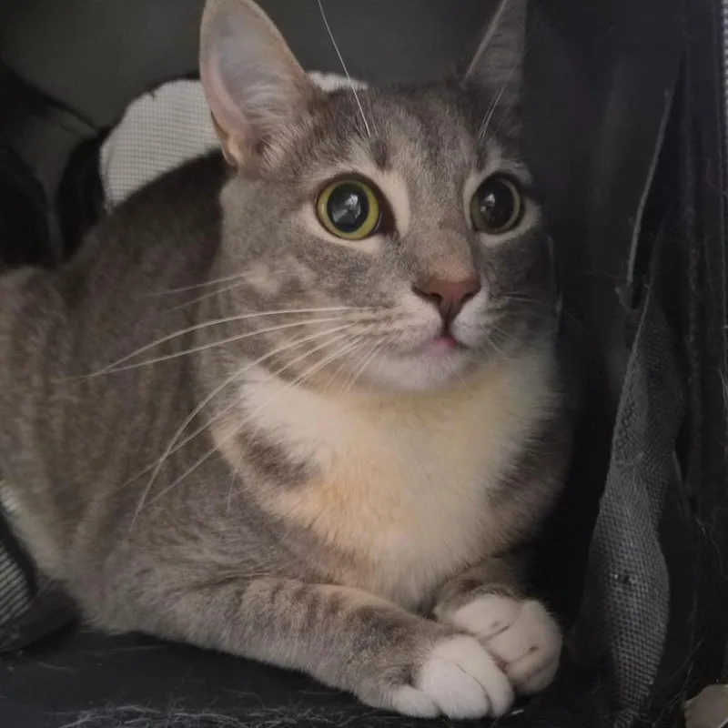 An adult small-sized female Gray / Blue / Silver Domestic Short Hair cat named Stormi for adoption in Montgomery, AL