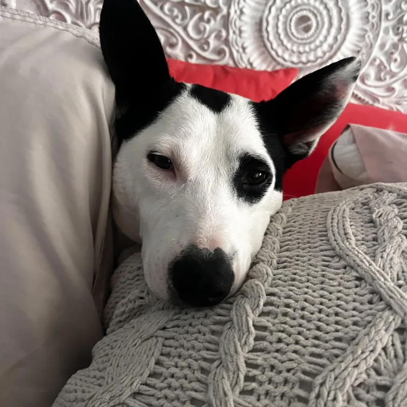 An adult medium-sized female Border Collie dog named Darla for adoption in San Diego, CA