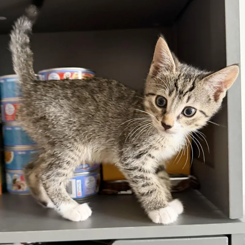 A baby medium-sized male Tabby (Brown / Chocolate) Domestic Short Hair cat named Churro for adoption in BROOKLYN, NY