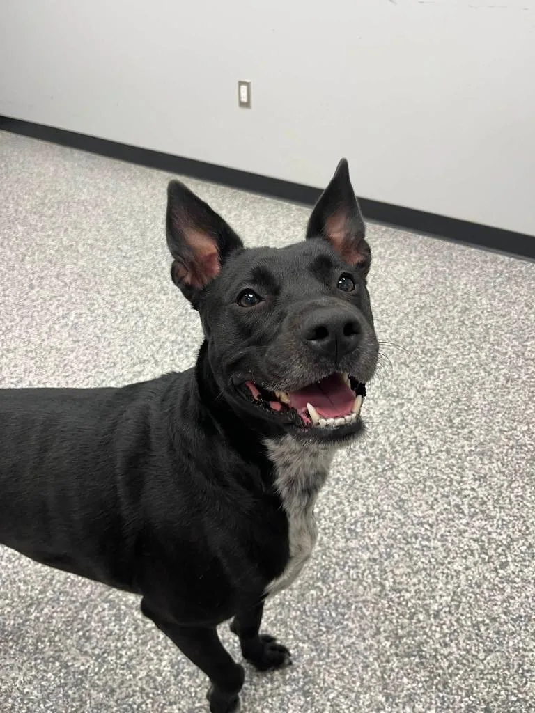 A young medium-sized female Mixed Breed dog named Izzy for adoption in Mustang, OK