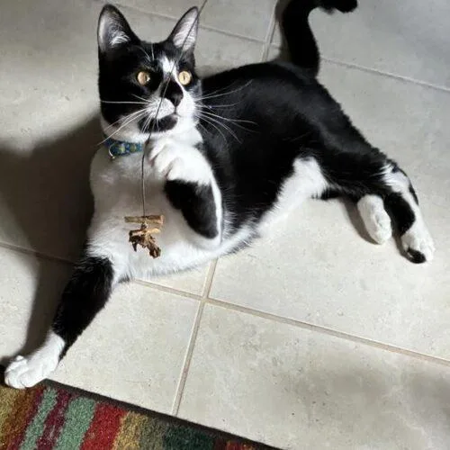 A baby medium-sized male Domestic Short Hair cat named Brody for adoption in Tampa, FL
