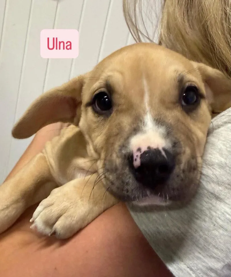 Ulna thumbnail 3