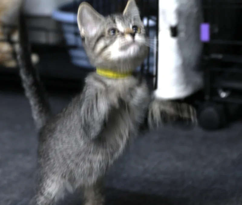 A baby medium-sized female Gray / Blue / Silver Maine Coon cat named Esme for adoption in Cut Bank, MT
