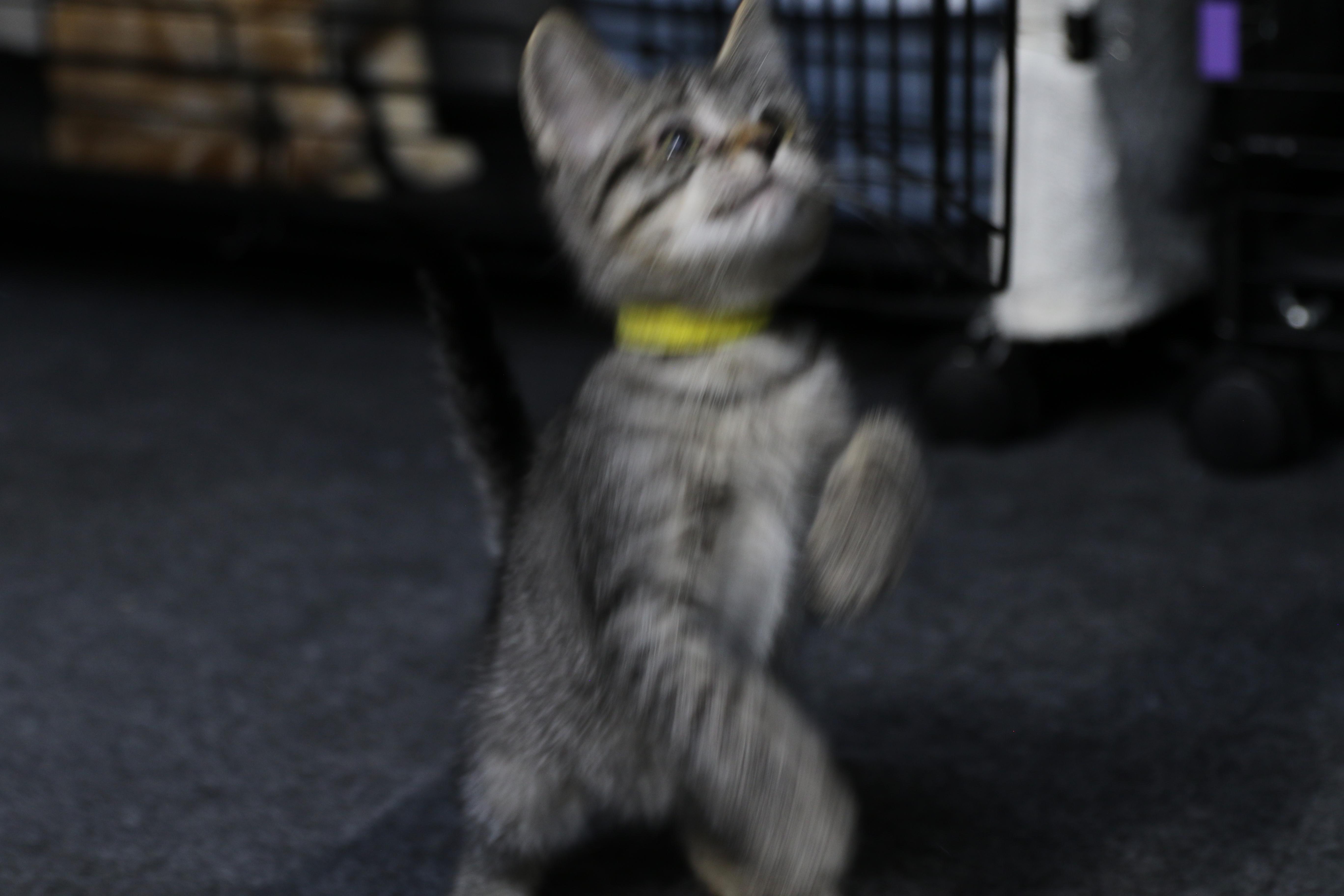 Esme thumbnail 3