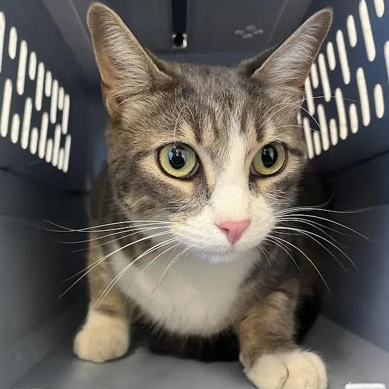 A young large-sized male Gray / Blue / Silver Domestic Short Hair cat named Tom Foolery for adoption in Dearborn, MI