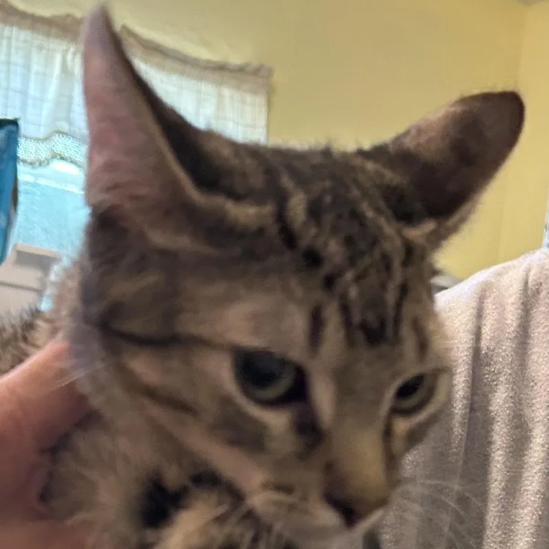 A young small-sized male Brown / Chocolate Domestic Short Hair cat named Bsnickers for adoption in Arizona City, AZ