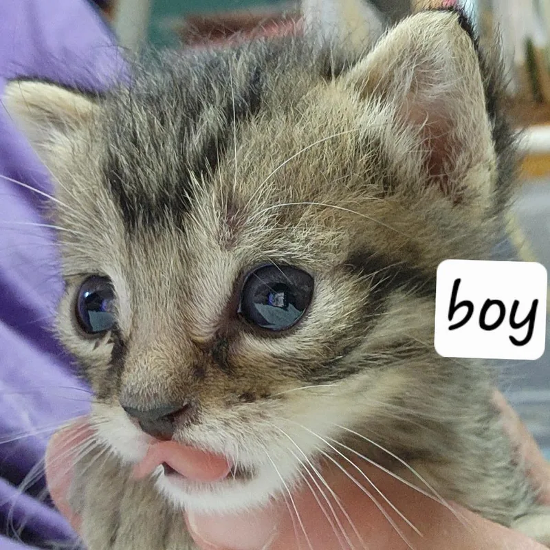Bsnickers thumbnail 2