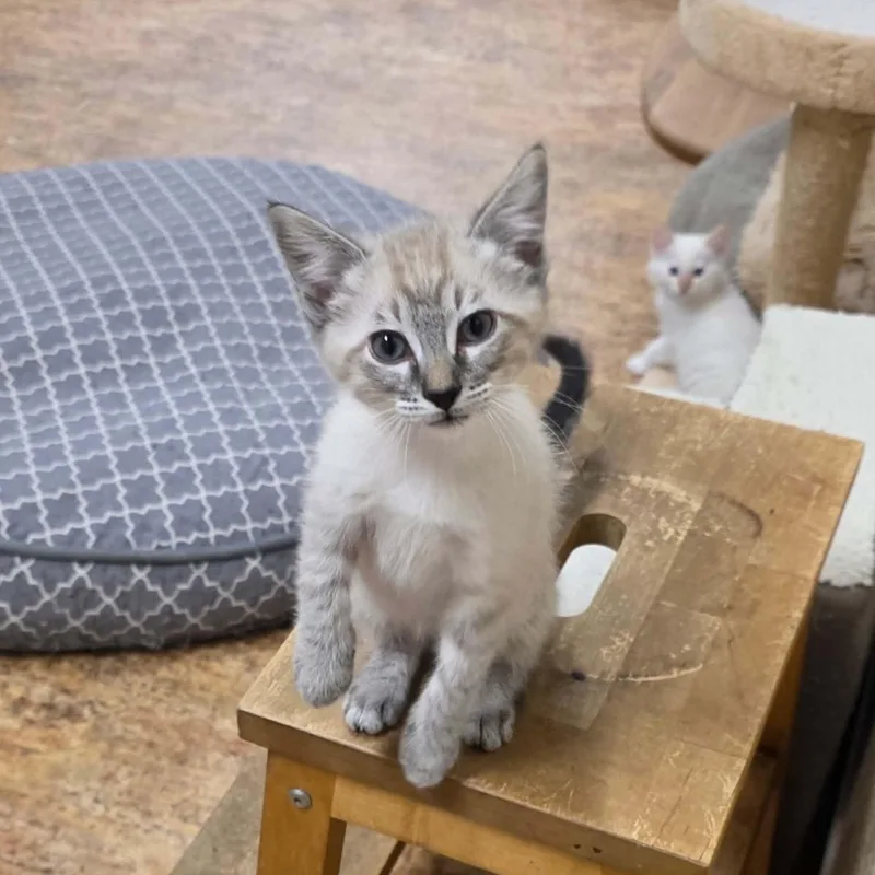A baby medium-sized male Cream Point Domestic Short Hair cat named Georgie for adoption in San Anselmo, CA