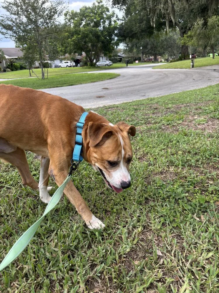 An adult medium-sized male Tricolor (Brown, Black, & White) American Bulldog dog named Riker for adoption in Lakeland, FL