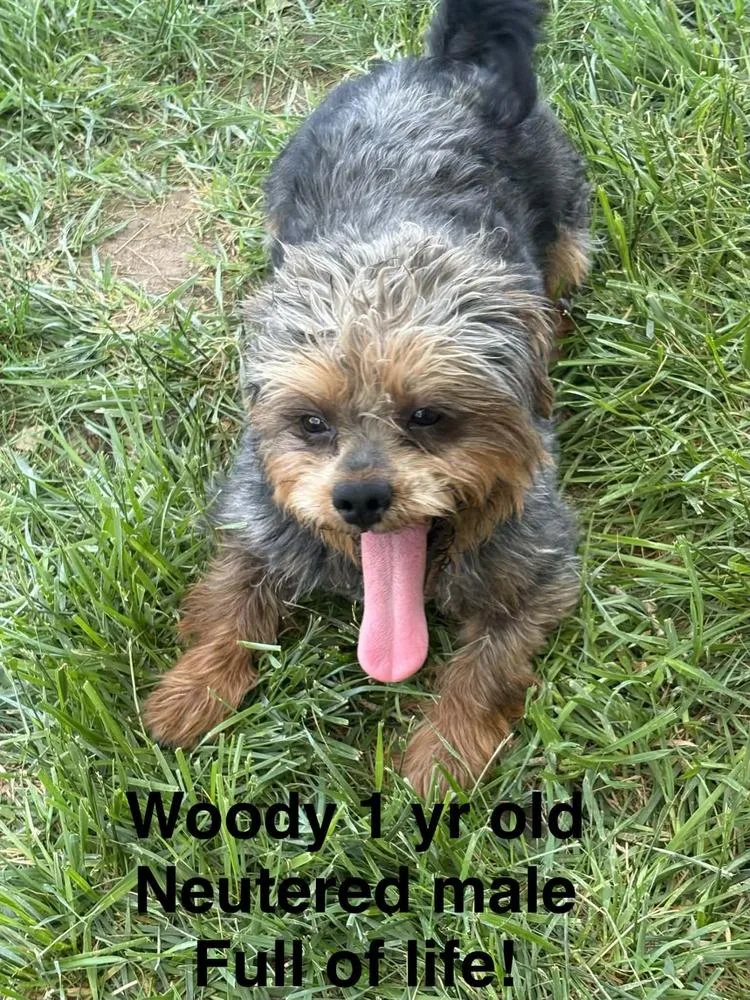 An adult small-sized male Terrier dog named Woody for adoption in Evergreen, CO