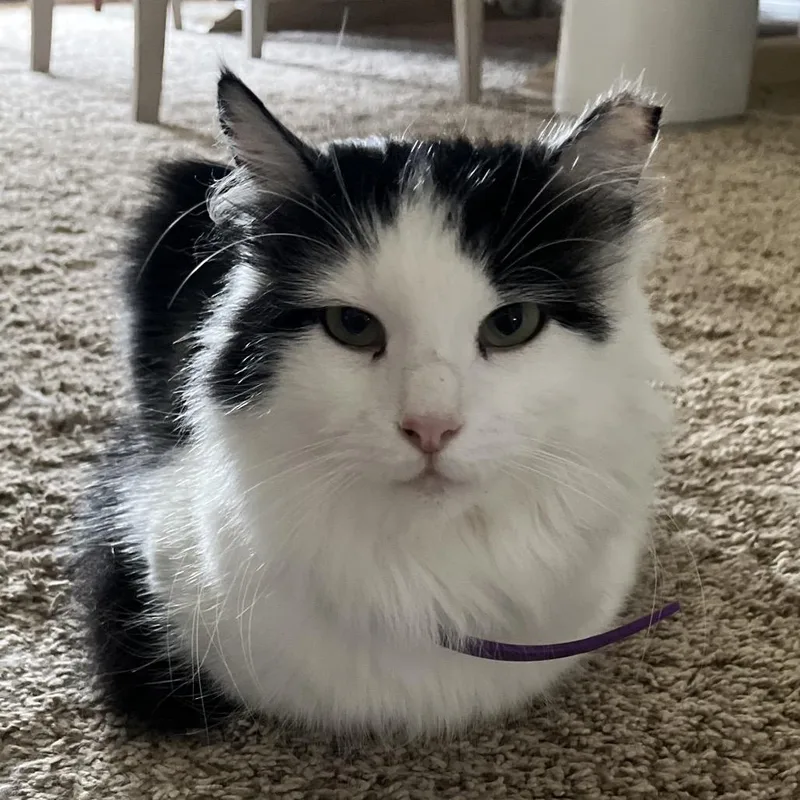 An adult large-sized female Black Domestic Long Hair cat named Sheba for adoption in Fresno, CA