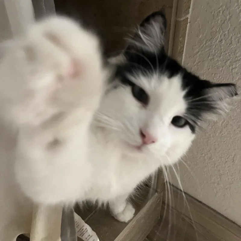 Sheba thumbnail 3