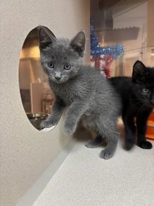 A baby small-sized male Domestic Short Hair cat named A Seafoam for adoption in North Charleston, SC