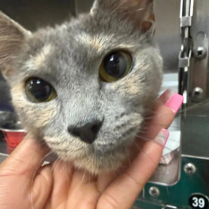 A young medium-sized female Gray / Blue / Silver Domestic Short Hair cat named Paisley for adoption in Lakeland, FL
