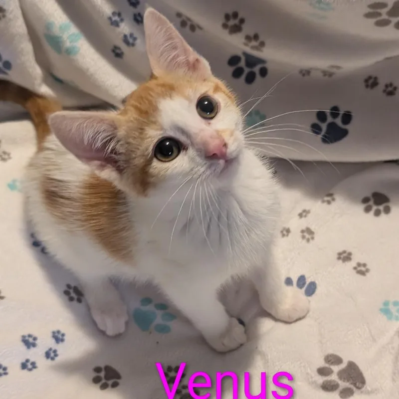 A baby small-sized female Orange / Red Domestic Short Hair cat named Venus for adoption in Carmel, IN