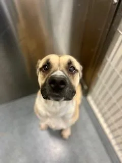 An adult medium-sized male Mixed Breed dog named Lincoln for adoption in Dallas, TX