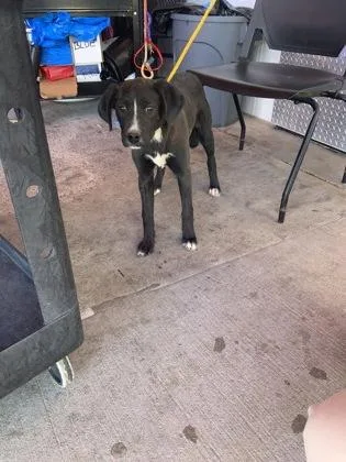 A baby small-sized female Black Labrador Retriever dog named 60826661 for adoption in El Paso, TX