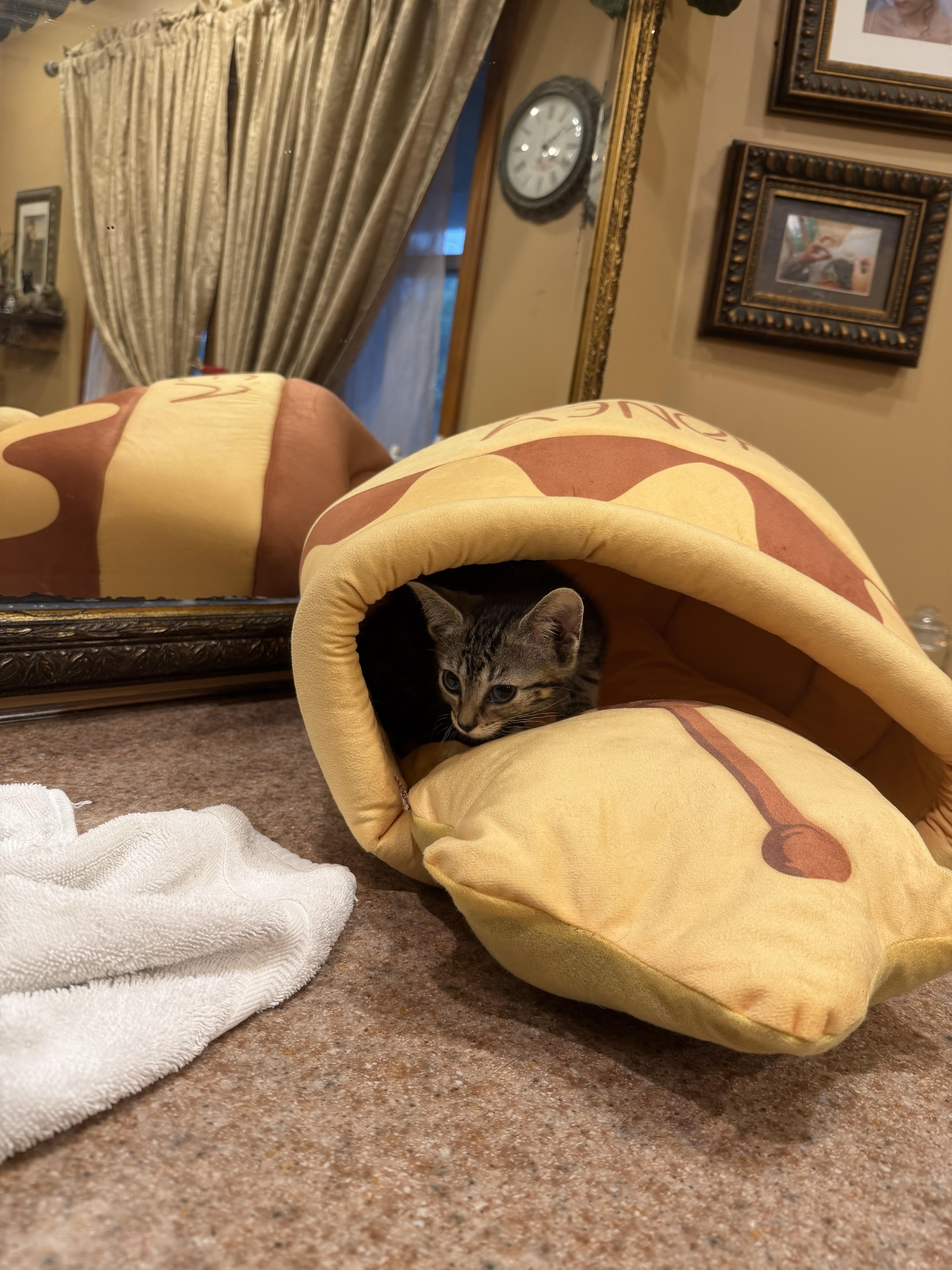 A baby medium-sized male Domestic Medium Hair cat named Fable for adoption in West Pittston, PA