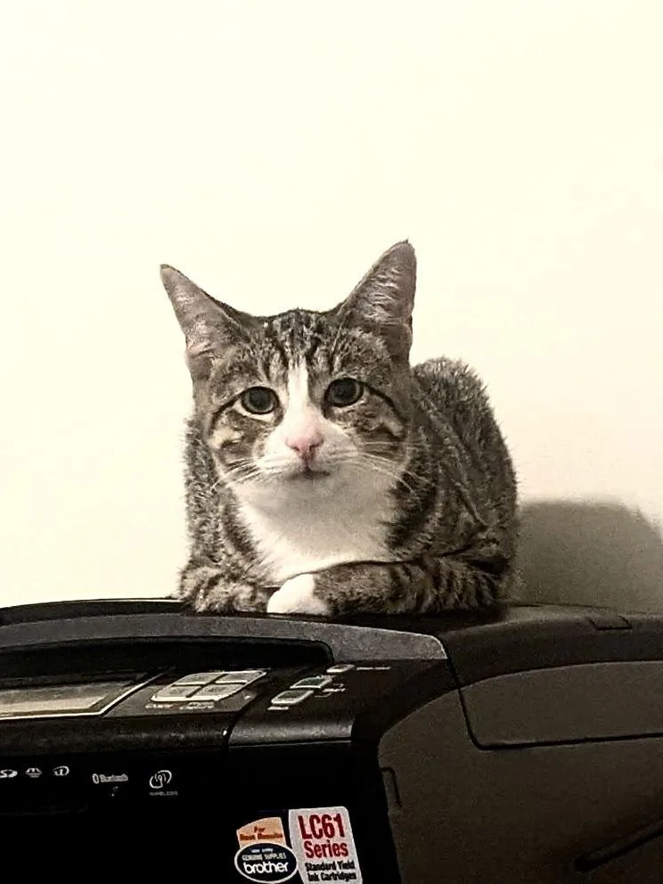 Pepper Jack thumbnail 2