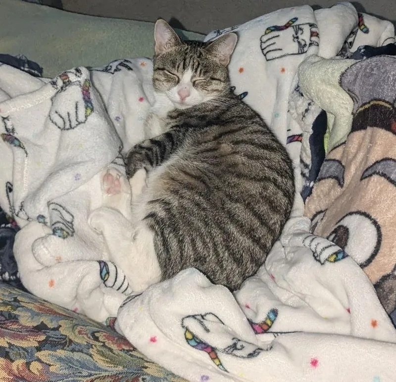 Pepper Jack thumbnail 3