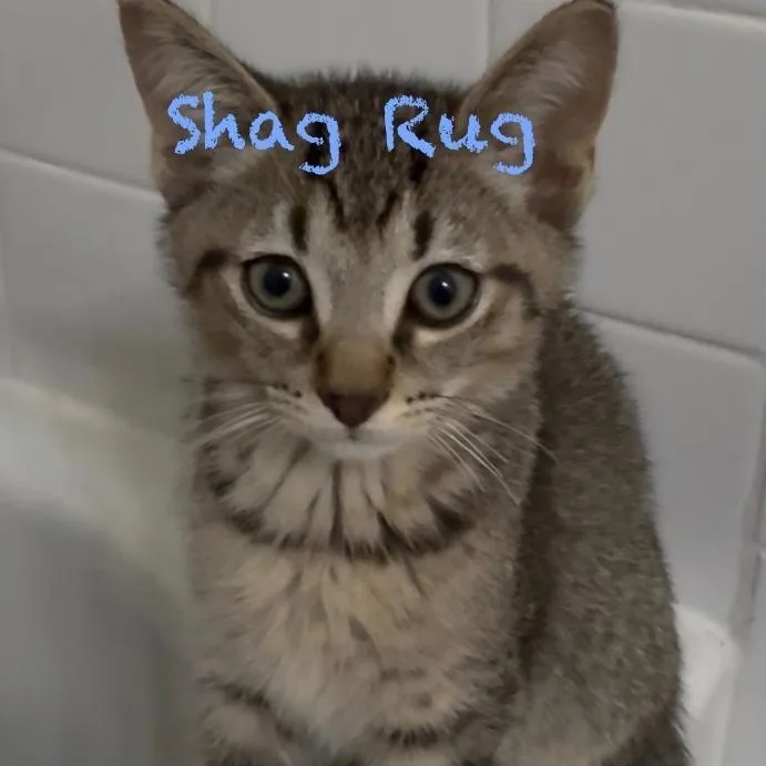 Shag Rug