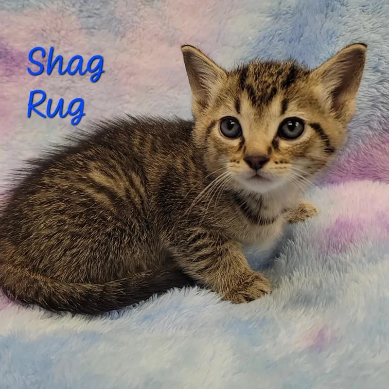 Shag Rug thumbnail 2