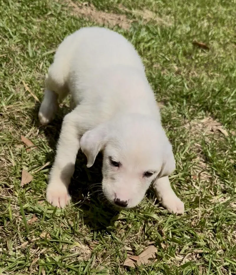 A baby medium-sized male Labrador Retriever dog named Bear for adoption in Kiln, MS