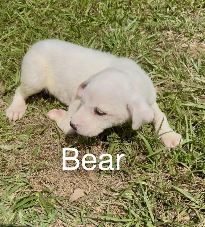 Bear thumbnail 2