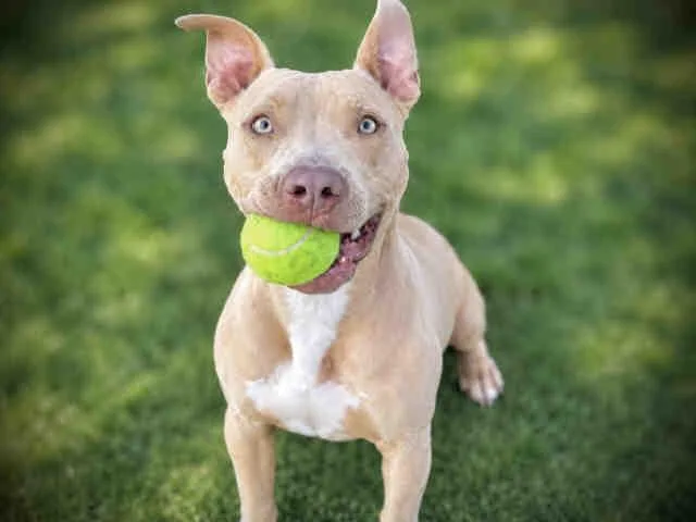 A young medium-sized male Pit Bull Terrier dog named Blue for adoption in Bonita, CA