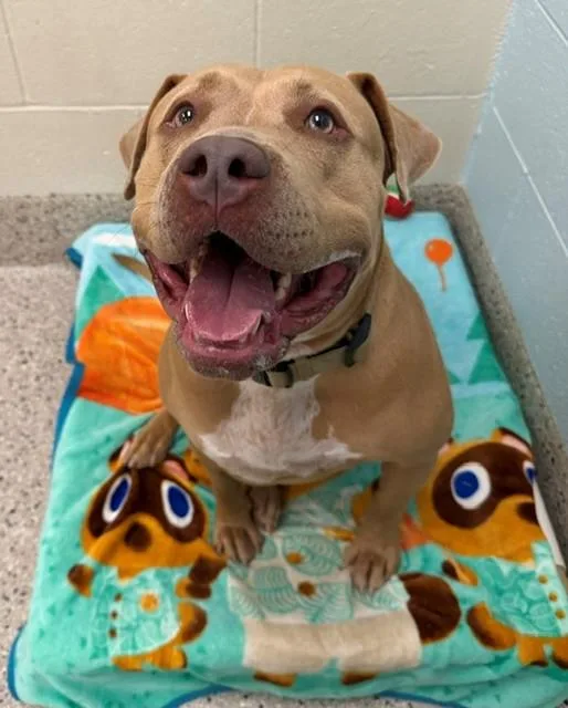 An adult large-sized female Pit Bull Terrier dog named Amber for adoption in Brighton, CO