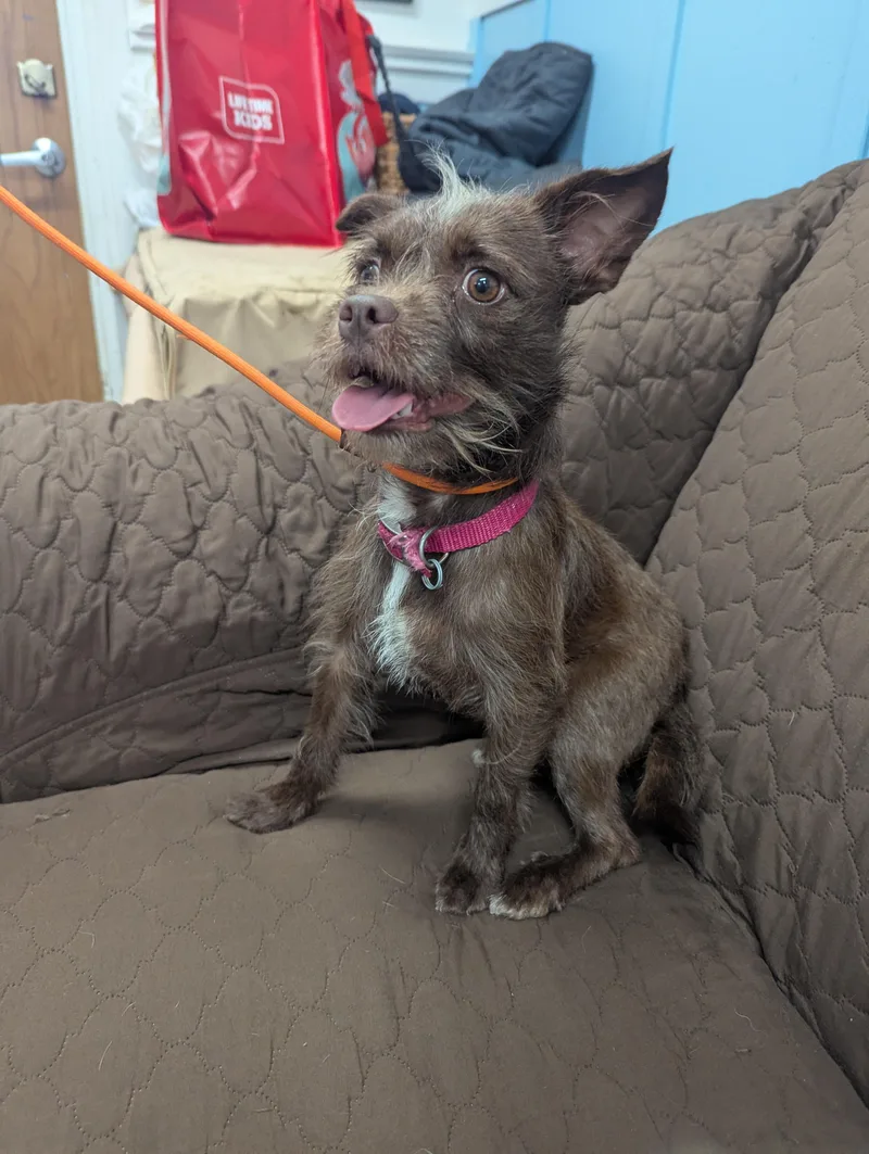 An adult small-sized female Brown / Chocolate Terrier dog named Tina for adoption in Plain City, OH