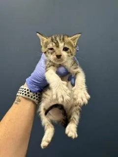 A baby small-sized female Domestic Short Hair cat named Malibu for adoption in Miami, FL