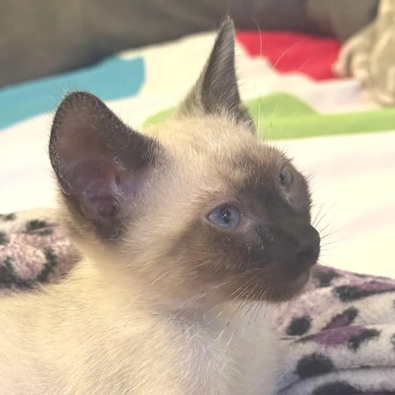 A baby small-sized male White Siamese cat named Coco Puffs for adoption in Los Angeles, CA