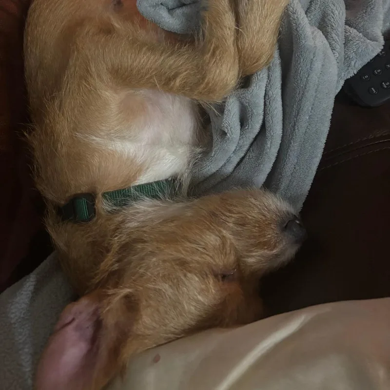 An adult small-sized female Black Mixed Breed dog named Carolyn for adoption in Naples, FL