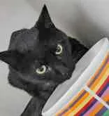 Black Gold thumbnail 2