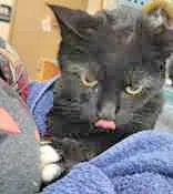 Black Gold thumbnail 3