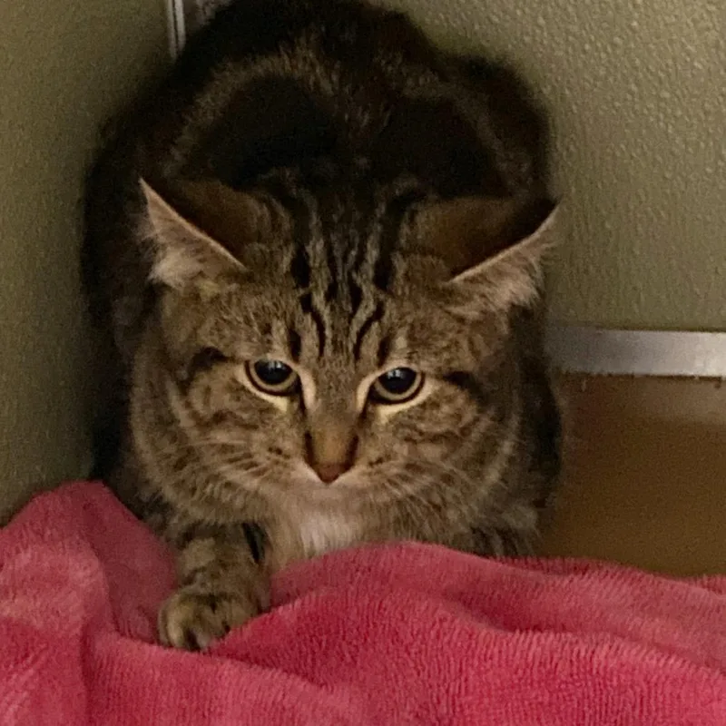 A young small-sized female Black Domestic Short Hair cat named Supergirl for adoption in Deerfield, IL
